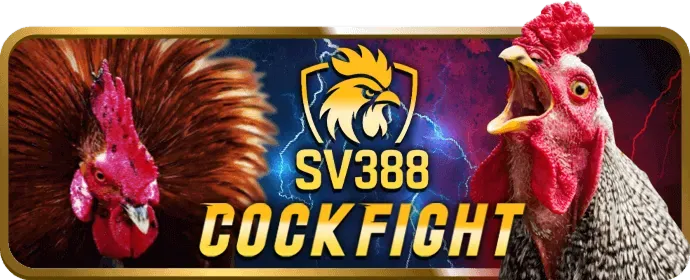 Người chơi phân tích chiến kê đá gà tại VX88 Casino
